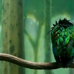 Aves: wallpapers con alas.