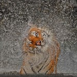 Las mejores fotos del 2012 según National Geographic hechas wallpapers